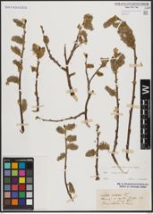 Foto von Salix caprea L.